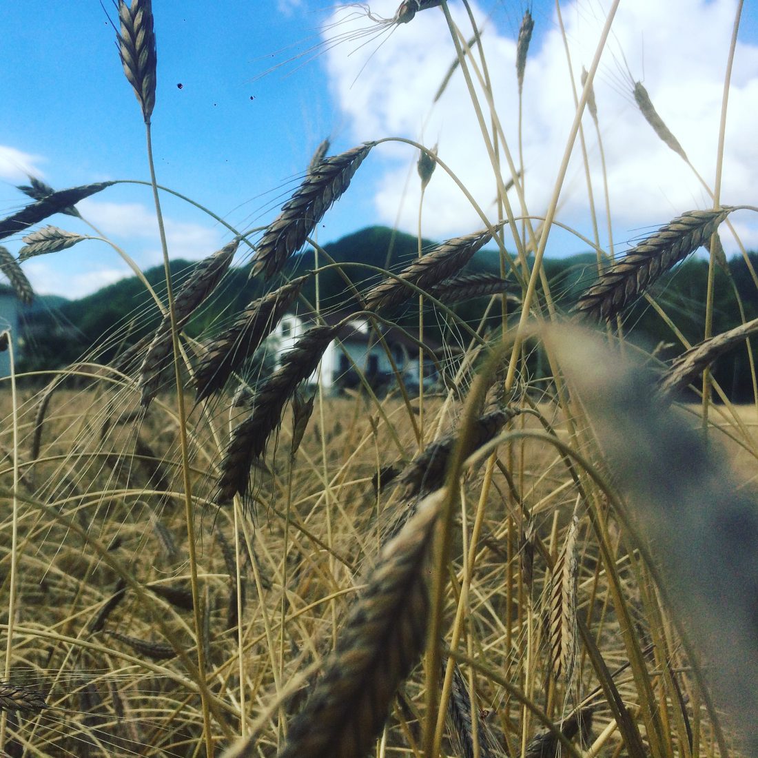 Azienda Agricola La Felicina — foto 3